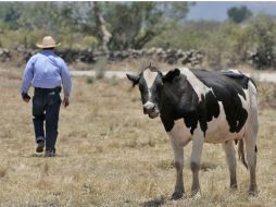 Sonora cuenta con un hato lechero de 18 mil 711 cabezas. EL INFORMADOR / ARCHIVO