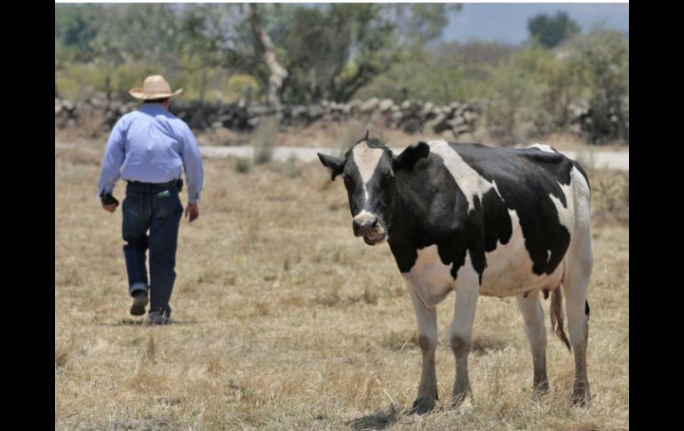 Sonora cuenta con un hato lechero de 18 mil 711 cabezas. EL INFORMADOR / ARCHIVO