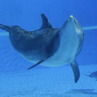 Nacen 100 mamíferos marinos por un programa de reproducción