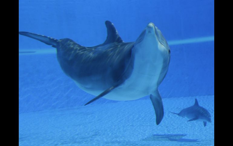 Actualmente existen cinco locaciones 'Miracle' en donde albergan exclusivamente delfines. AP / ARCHIVO