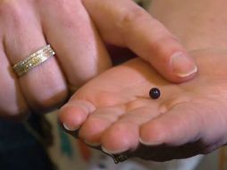 Se determinó que era una perla púrpura quahog con un valor de 600 dólares. AP /