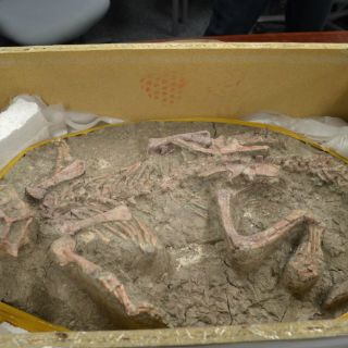 Muestran fósiles de huevos de dinosaurio decomisados en EU