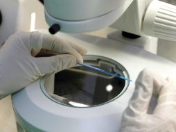 Si la técnica funciona en seres humanos, podrían crear un esperma para transmitir junto con su ADN. EL INFORMADOR / ARCHIVO