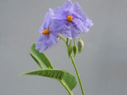 La planta se llama 'Solanum Watneyi' y está relacionada con la papa, como la que Watney cultivó en Marte. AP / C. Martine