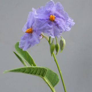 Bautizan planta en honor a héroe de 'El Marciano'