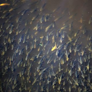 Aplican biotecnología para aumentar reproducción del pez totoaba