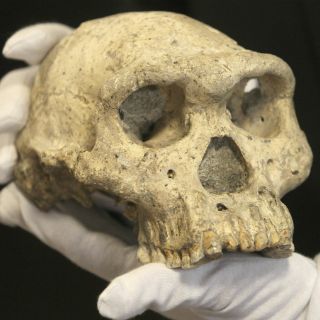 Comprenden el desarrollo de los dientes a lo largo de la evolución