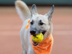 La iniciativa es para promover la adopción de animales callejeros. AP / L. Martins