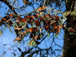 la superficie ocupada por la monarca en los santuarios mexicanos ha aumentado significativamente. NTX / ARCHIVO