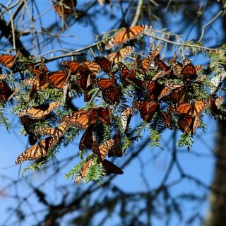 Migración de mariposa monarca a México se recuperó esta temporada
