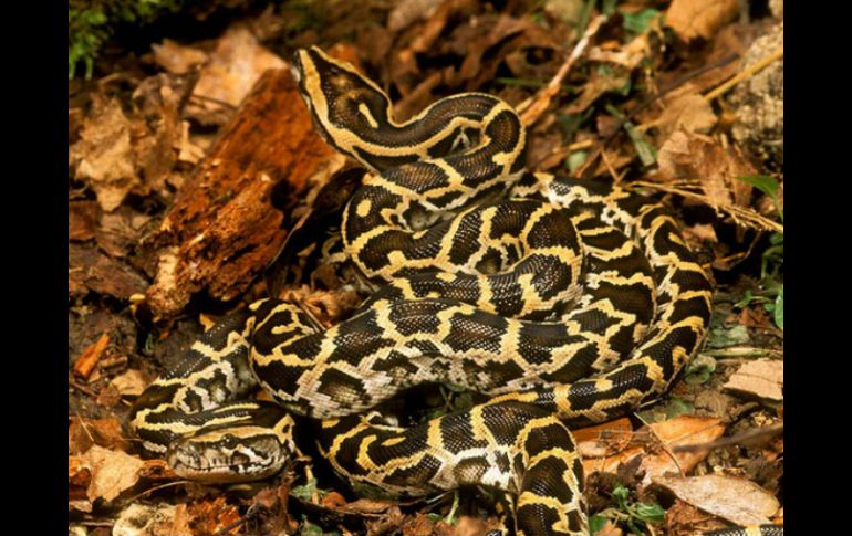 Los cazadores contaron con la ventaja de que debido a las frías temperaturas, los reptiles salieron a tomar el sol. ESPECIAL / nationalgeographic.es