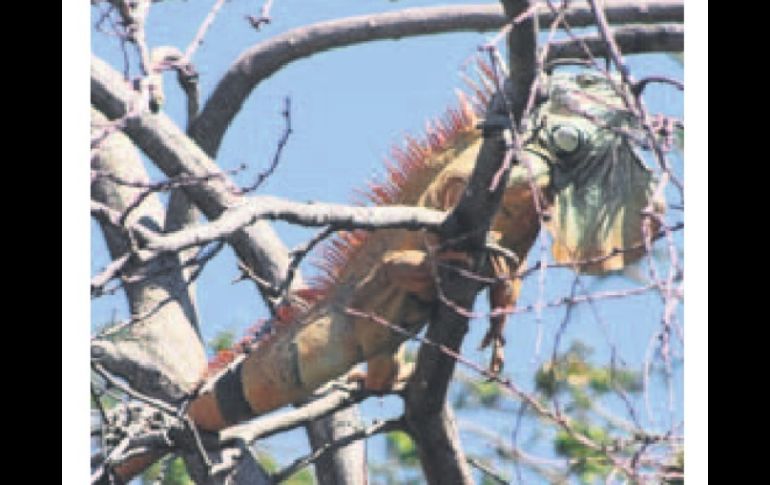 Una de las cautivadoras iguanas sobre un guamúchil de la zona. ESPECIAL /