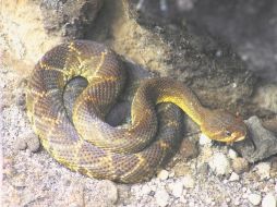 Natural. Una hermosa cascabel (Crótalus basiliscuis), rareza encontrada en La Primavera. EL INFORMADOR /