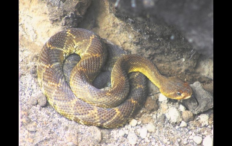 Natural. Una hermosa cascabel (Crótalus basiliscuis), rareza encontrada en La Primavera. EL INFORMADOR /
