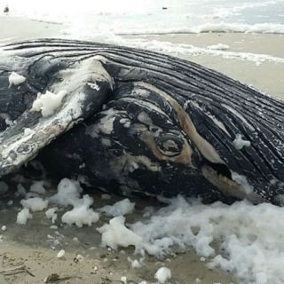 Cadáver de ballena recala frente a costas de Yucatán