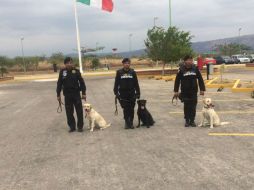 Los nuevos ejemplares se sumarán a los cinco perros con los cuales ya dispone la Secretaría de Seguridad en Chiapas. TWITTER / @sspc_chiapas