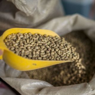 Proteínas del frijol ayudarían a la hipertensión