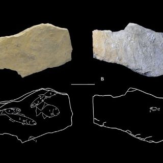 Hallan en mayas de Palenque rasgos de modernos paleontólogos