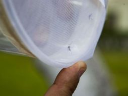 El zika está expandiéndose en el continente rápidamente. AFP / ARCHIVO