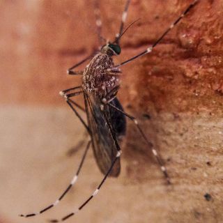 Investigadores hallan virus del zika en el mosquito común