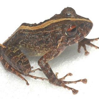 Hallan tres nuevas especies en Venezuela que ya están en peligro