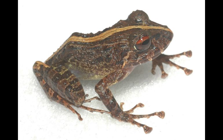 Un nuevo proyecto busca recuperar el devastado bosque en el que habitan las probables nuevas especies. EFE / ARCHIVO