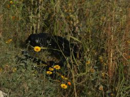 Los cuerpos de Marina y María José fueron hallados en bolsas. EL INFORMADOR / ARCHIVO