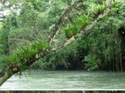 Un enorme socavón sobre el lecho del río provocó que miles de litros de agua se fueran al subsuelo y secaran la cuenca. EFE / M. Mauss