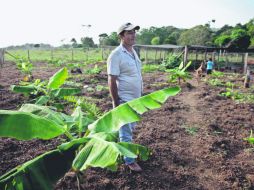 El Guaviare es uno de los epicentros del cultivo de coca, la materia prima de la cocaína. EFE / L. Muñoz