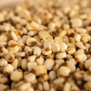 Desarrollan bacteria que estimula desarrollo de maíz y sorgo