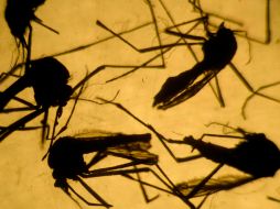 Actualmente hay 98 casos de dengue, siete de chikungunya, y un caso de zika en Jalisco. AFP / ARCHIVO