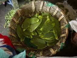 El nopal tiene una gran cantidad de fibra por lo que se le considera un alimento prebiótico. NTX / ARCHIVO