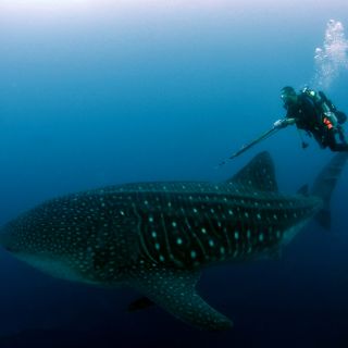 Algunas crías de tiburón sobrevivirán a la acidificación del mar