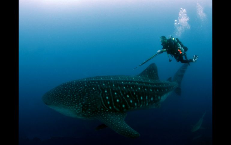 El riesgo de que mueran a consecuencia de la acidificación de los océanos es muy alta. AP / ARCHIVO