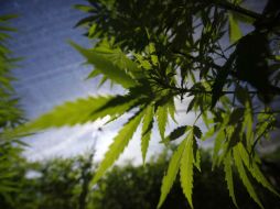 Señalan que los objetivos del foro son definir la postura que debe adoptar el estado mexicano frente al tema. NTX / ARCHIVO