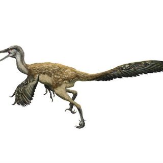 Museo de Historia Natural exhibe relación entre dinosaurios y aves