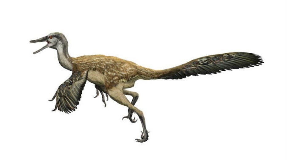 La exhibición presentará, entre otros, el modelo de un Tyrannosaurus emplumado de siete metros. ESPECIAL / amnh.org