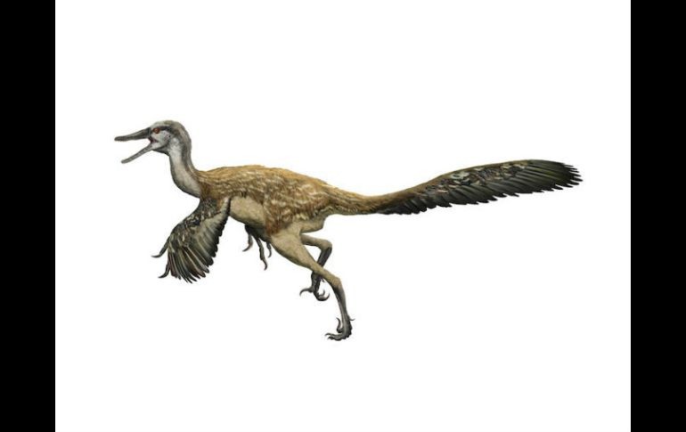 La exhibición presentará, entre otros, el modelo de un Tyrannosaurus emplumado de siete metros. ESPECIAL / amnh.org
