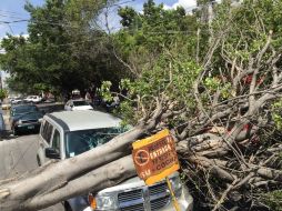 Imagen del árbol cáido en en Niño Obrero y Santa Rosa. TWITTER / @UMPCyBZ