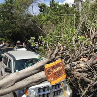 Fuertes vientos tumban árboles de la ciudad