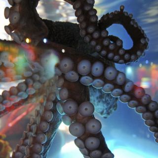 Científicos hallan posible nueva especie de pulpo en Hawaii