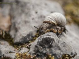 La pintura altera el comportamiento hormonal del caracol y evita que pueda regular su testosterona. EL INFORMADOR / ARCHIVO