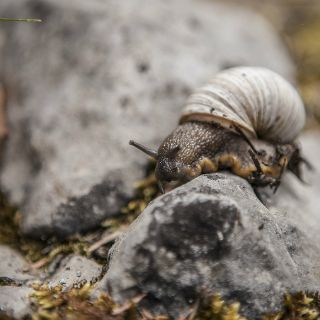 Reproducción de los caracoles, afectada por la pintura de los barcos