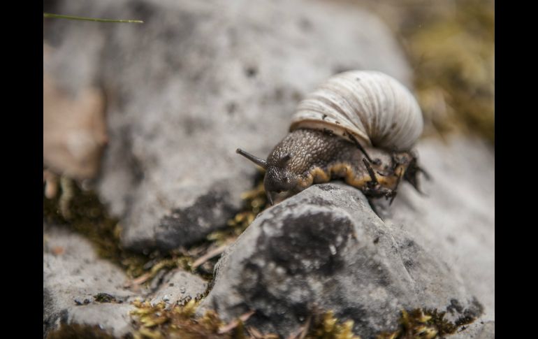 La pintura altera el comportamiento hormonal del caracol y evita que pueda regular su testosterona. EL INFORMADOR / ARCHIVO