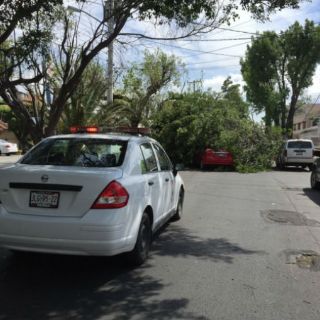 'Vientos locos' de marzo tumban al menos 25 árboles