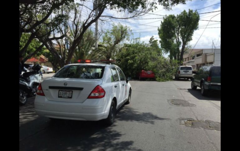 Catorce de los árboles caídos se encontraban en Zapopan. TWITTER / @UMPCyBZ