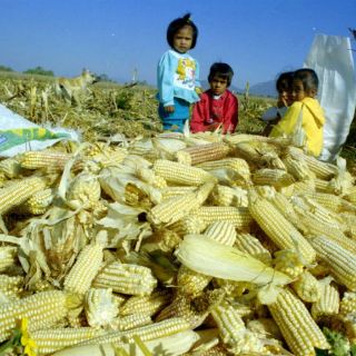 La FAO espera buenas cosechas en Latinoamérica pese a 'El Niño'