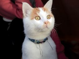 La policía dijo que Frady robó un gato llamado 'Boots'. AP / ARCHIVO