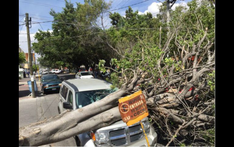 Una quinta parte de los árboles caídos golpearon autos y postes de luz, pero no hubo heridos. TWITTER / @UMPCyBZ
