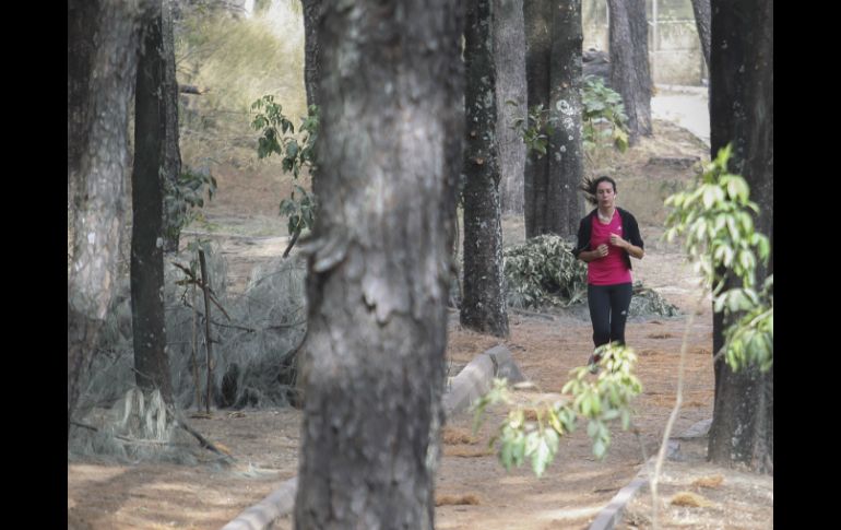 Indican que la situación del sector forestal en Jalisco es crítica en lo que se refiere a la detonación de la industria. EL INFORMADOR / ARCHIVO